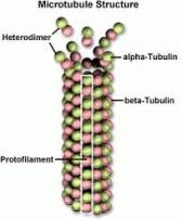 tubulin and microtubules