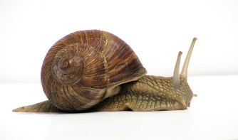 snail_01